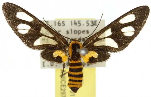 Eressa rhysoptila