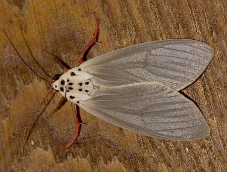 Amerila serica