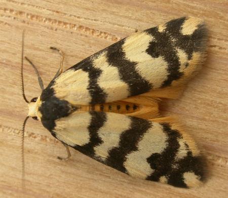 Thallarcha trissomochla