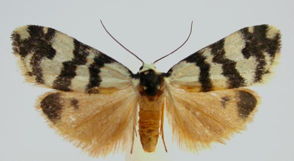 Thallarcha trissomochla