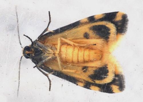 Thallarcha trissomochla