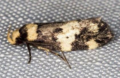 Sphyrelata amotella