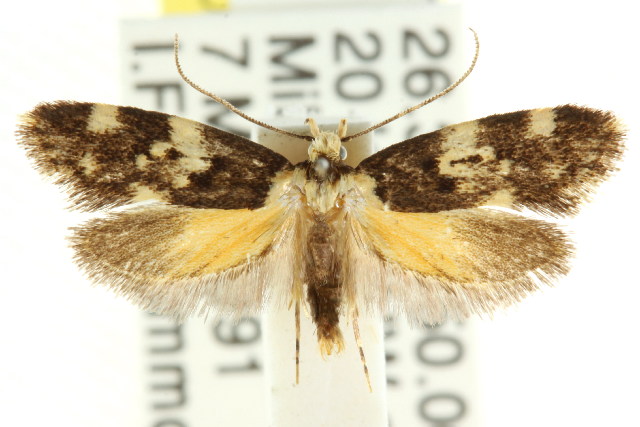 Sphyrelata amotella