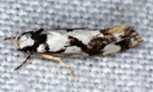 Machetis aphrobola