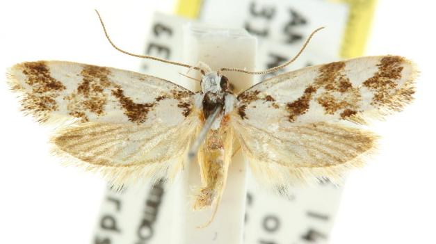 Machetis aphrobola