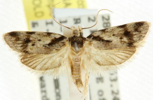 Barea basigramma