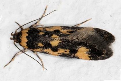 Diaphanta chryseres