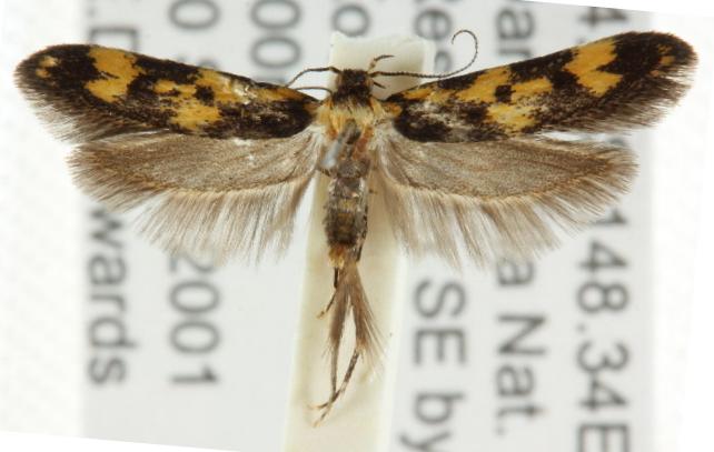 Diaphanta chryseres