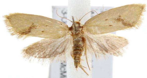 Scoliocheta ergatis