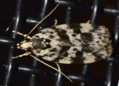 Barea eucapnodes