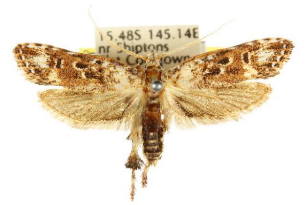 Casmara exculta