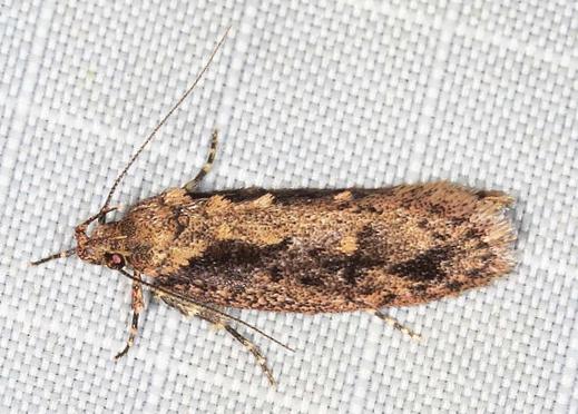Erythrobapta haemalea