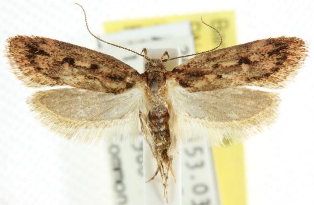 Erythrobapta haemalea