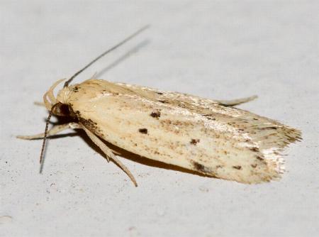 Atalopsis heniocha