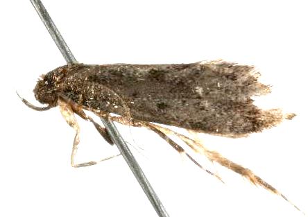 Airogephyra ochrosticta