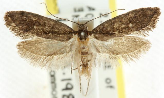 Airogephyra ochrosticta