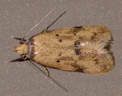 Cirrograpta sporadica