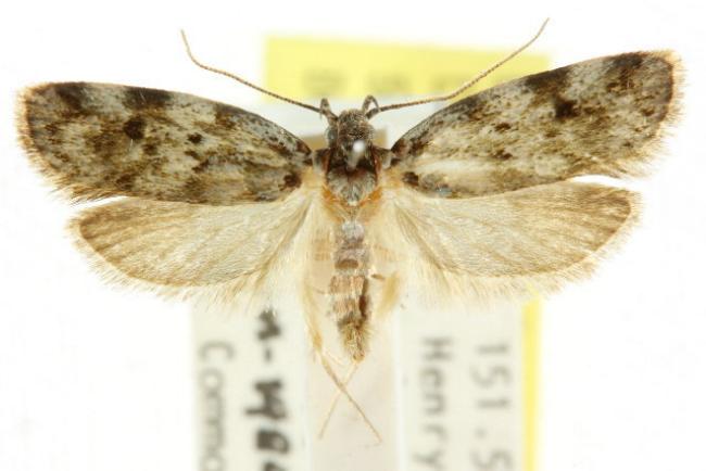 Barea subviridella