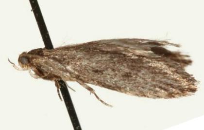 Guestia uniformis