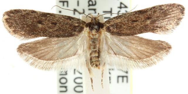 Guestia uniformis