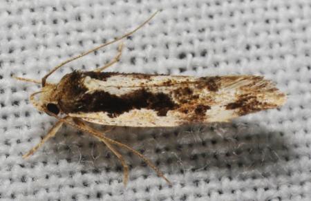 Machetis versatrix