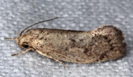 Syncometes vilis
