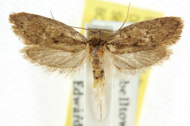 Syncometes vilis