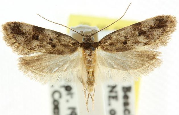 Barea zygophora