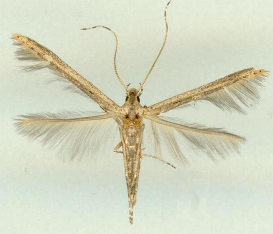 Batrachedra eustola