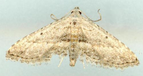 Araeopteron canescens