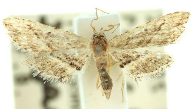 Araeopteron canescens