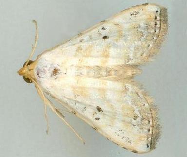 Thermesia cariosa