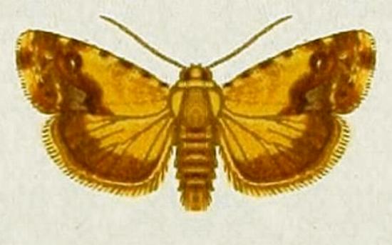 Acontia crocata