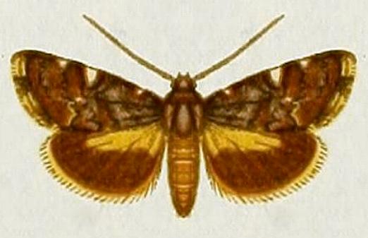 Acontia crocata