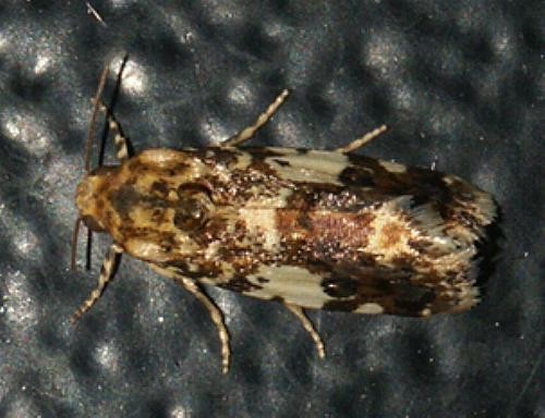 Acontia crocata