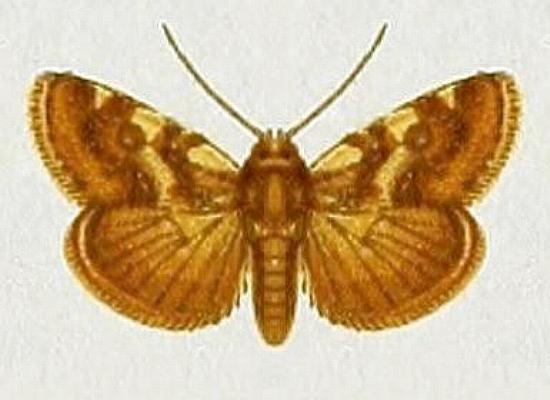 Acontia detrita