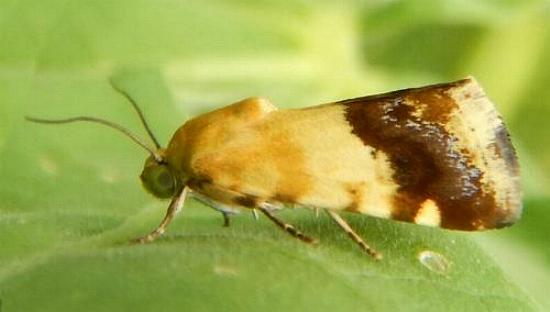 Acontia detrita