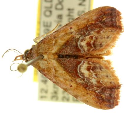 Lophoruza diversalis