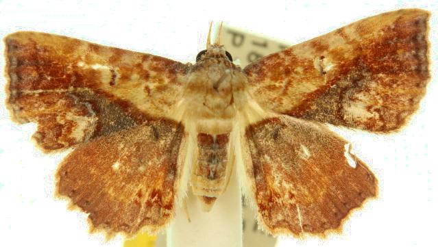 Lophoruza diversalis