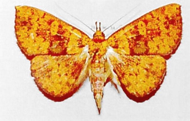 Lophoruza diversalis