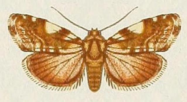 Acontia elaeoa