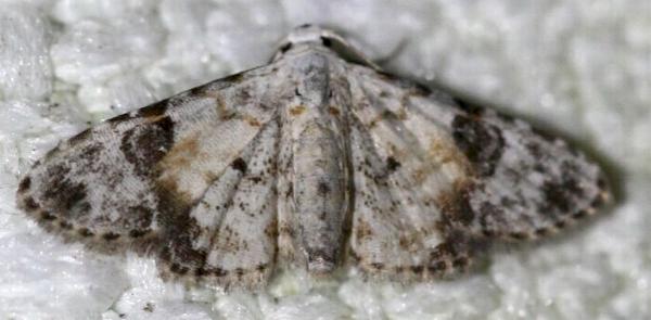 Araeopteron epiphracta