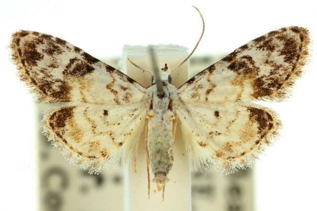 Araeopteron epiphracta