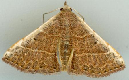 Corgatha figuralis