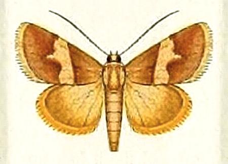 Eublemma leucodesma