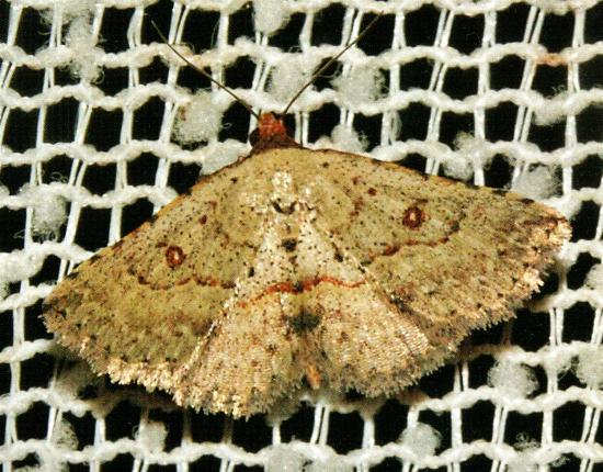 Oruza leucostigma