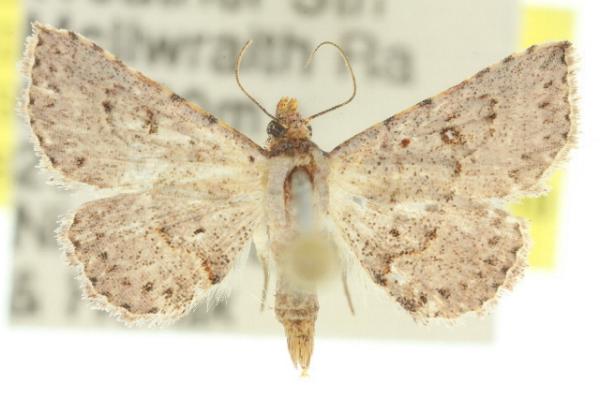 Oruza leucostigma