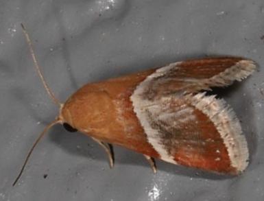 Eublemma lozostropha