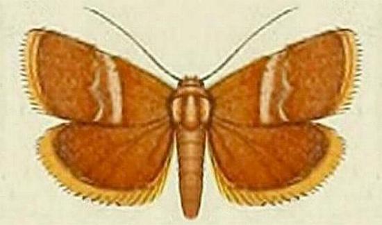 Eublemma lozostropha