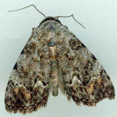 Metachrostis paurograpta